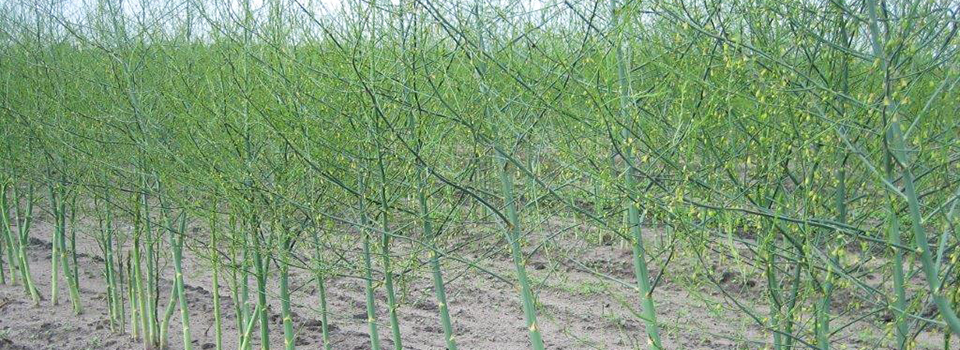 culture asperge
