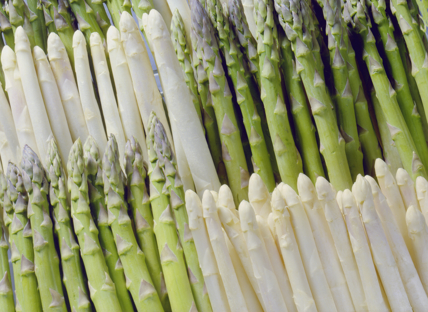 fond asperges