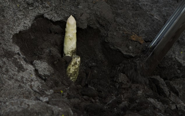 asperges landes 2012 05 05 0209 d