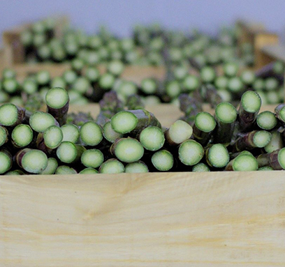 cageot-asperges-vertes2 asperge-blanche-s-peluche